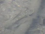 Pacific River Goby, photographed in Sud