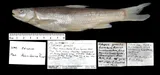 Flathead Chub, photographed in Manitoba (Prov.)