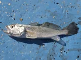 Sand Seatrout, photographed in Tamaulipas
