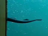 Pacific Lamprey, photographed in Oregon