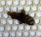 Gulf Minkfish, photographed in New Jersey