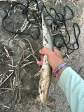 Shortnose Gar, photographed in South Dakota