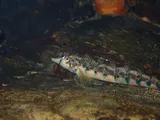Holiday Darter, photographed in Georgia