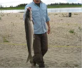Inconnu, photographed in Alaska