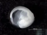 Bluntnose Flyingfish