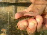 Current Darter, photographed in Arkansas