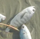 Banded Drum, photographed in North Carolina