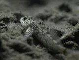 Paiute Sculpin, photographed in California