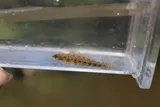 Cypress Darter, photographed in Tennessee
