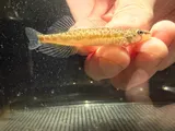 Saddleback Darter, photographed in Arkansas