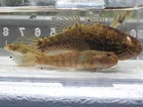 Lyre Goby, photographed in Florida