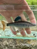 Alabama Shiner, photographed in Alabama