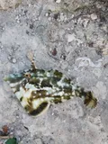 Fringed Filefish, photographed in Florida
