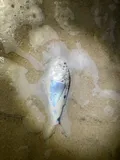Atlantic Menhaden, photographed in North Carolina