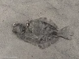 Winter Flounder, photographed in Nova Scotia