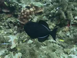 Black Triggerfish, photographed in West Bay