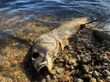 Freshwater Drum, photographed in Oklahoma