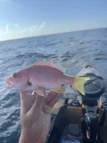 Blackfin Snapper, photographed in Florida
