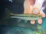 River Chub, photographed in Tennessee