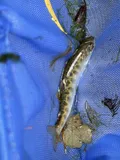Chinook Salmon, photographed in California