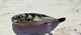 Smooth Puffer, photographed in New Jersey
