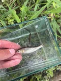 Bluefin Stoneroller, photographed in Georgia