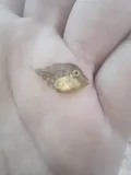 Planehead Filefish, photographed in Florida