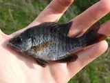 Bluegill, photographed in Florida