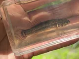 Eastern Mudminnow, photographed in Maryland
