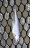 Red Shiner, photographed in Texas