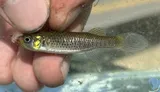 Russetfin Topminnow, photographed in Florida