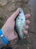 White Crappie, photographed in Ohio