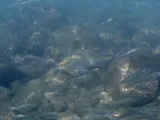 Gray Snapper, photographed in Le Marin