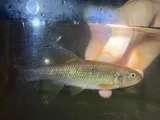 Dixie Chub, photographed in Alabama
