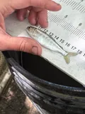 Chinook Salmon, photographed in California