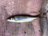 Virgin Chub, photographed in Utah