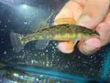 Bronze Darter, photographed in Tennessee
