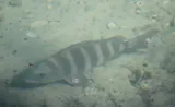 Sheepshead, photographed in Florida