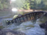 Halloween Darter, photographed in Georgia