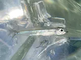 Florida Round Herring, photographed in Florida