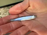 Emerald Shiner, photographed in Ohio