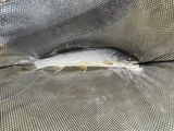 Bull Trout, photographed in Alberta