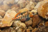 Buffalo Darter, photographed in Tennessee