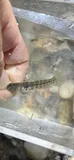 Seaboard Goby, photographed in New York