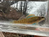 Gulf Darter, photographed in Mississippi