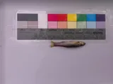 Slim Minnow, photographed in Kansas