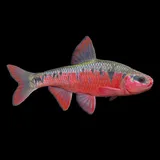 Crescent Shiner, photographed in Virginia