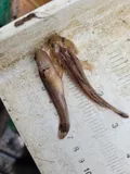 Shimofuri Goby, photographed in California