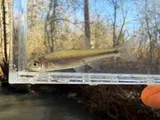 Pretty Shiner, photographed in Alabama