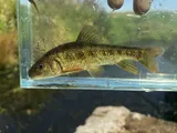 Western Creek Chubsucker, photographed in Ohio